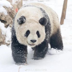 尚竞配资 国家认证！九三大阅兵曝光陈梦真实地位，原来她才是体育圈聪明人
